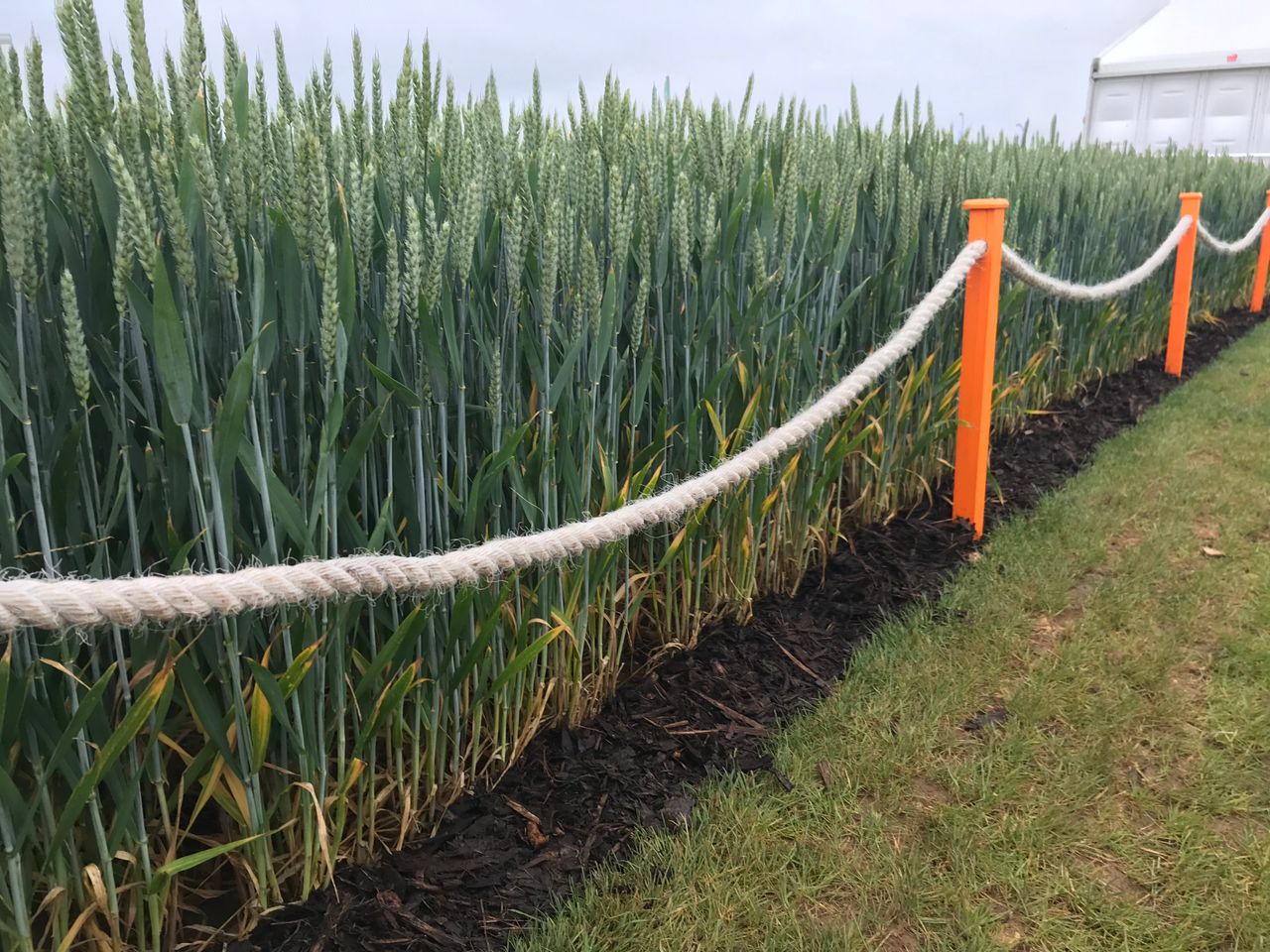 Up and coming varieties in the UK from Cereals 2019