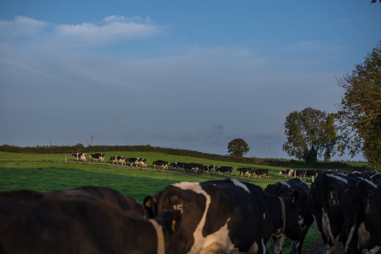 Milk recording data indicates strong mid-season performance
