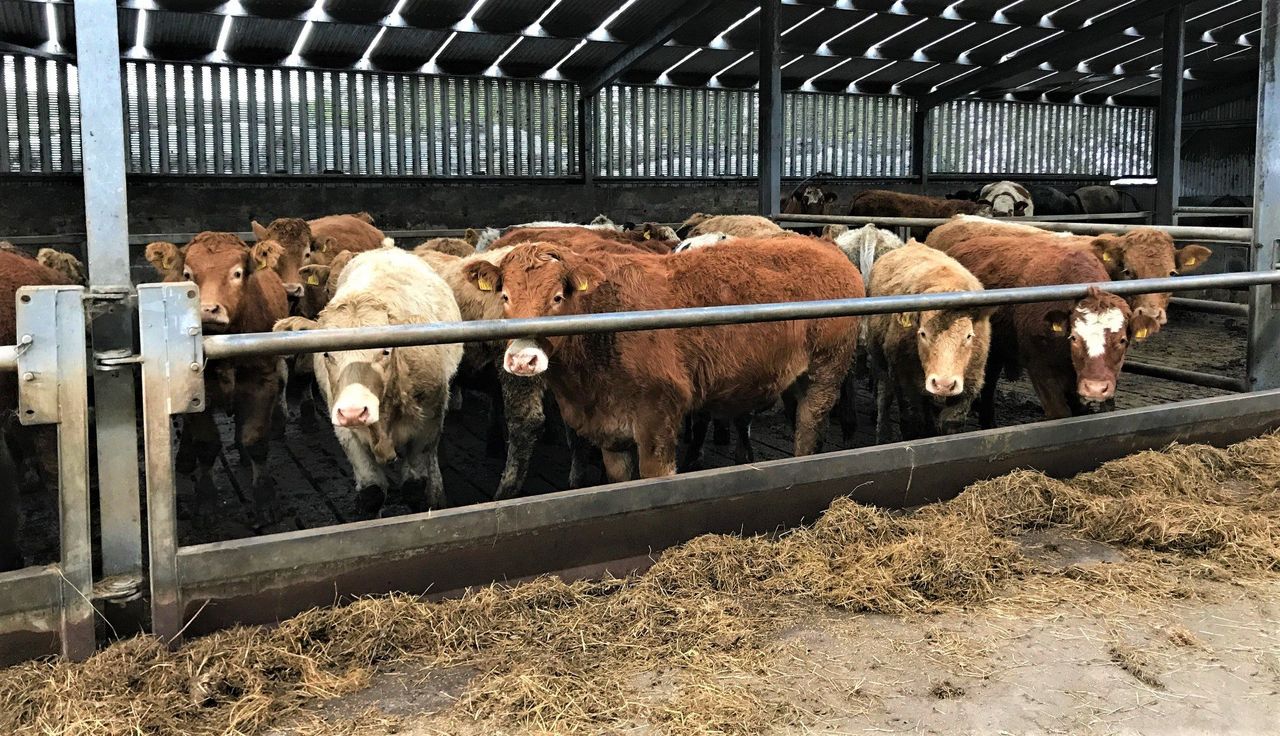 How prevalent was liver fluke in Irish cattle in 2017?
