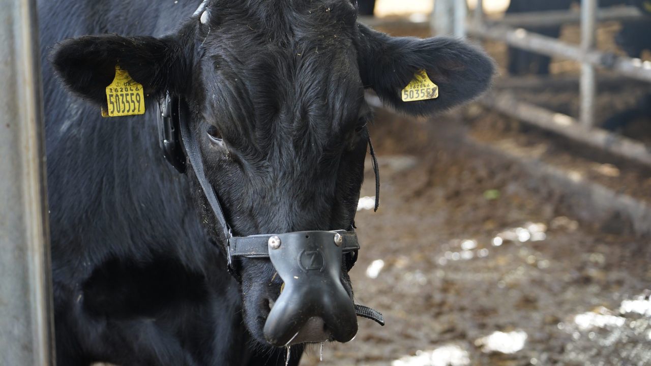 The potential for beef farmers to improve on sustainability