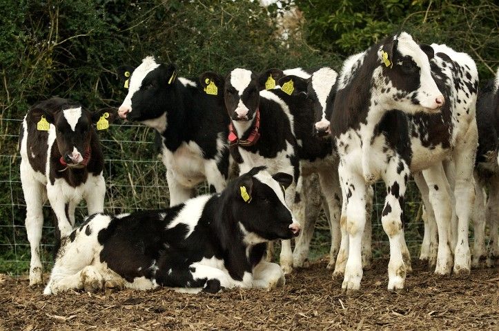 Vigilance is key with Johne’s disease, NI expert