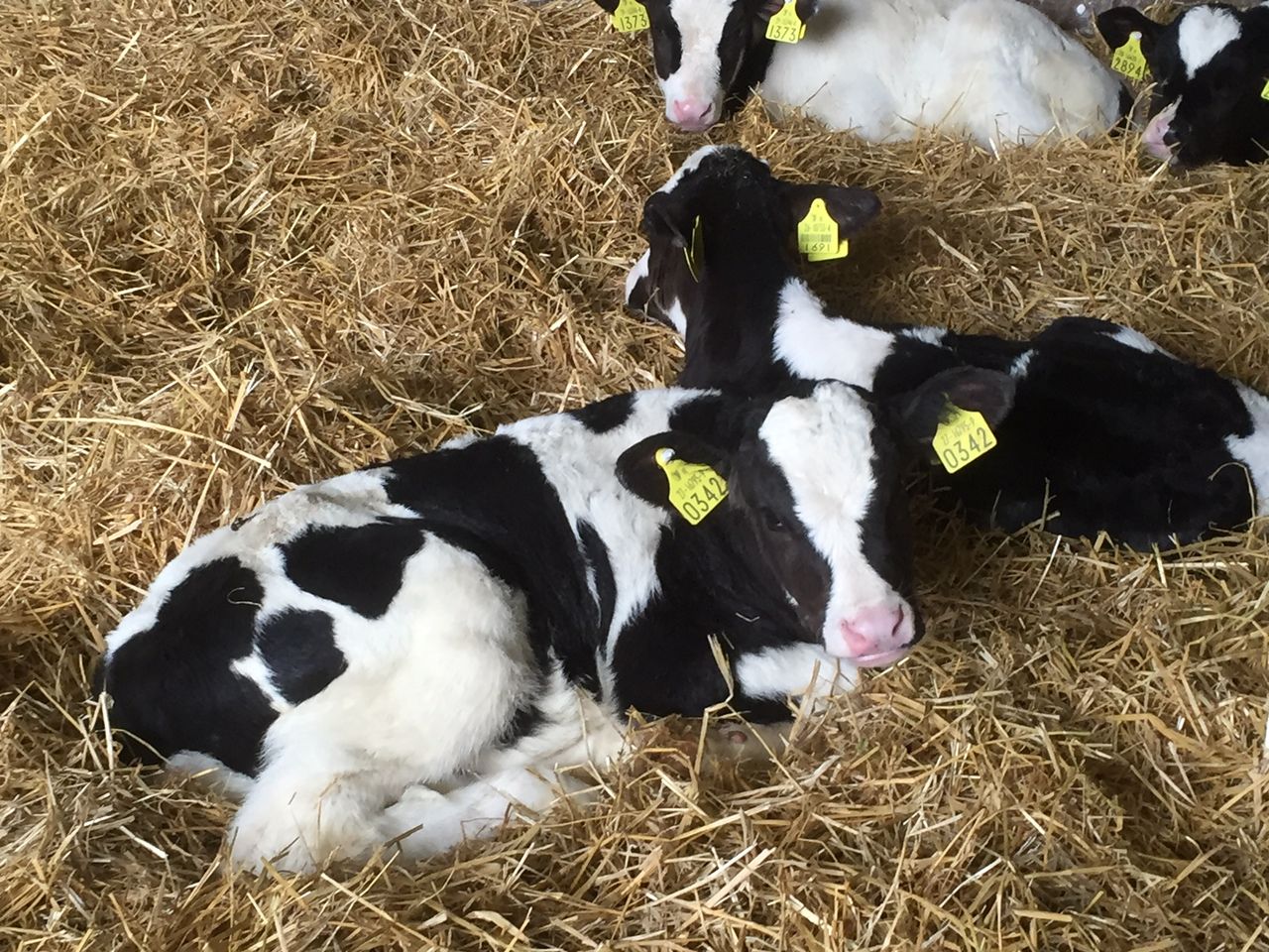 'Navel infections lead to a large amount of loss around calving time'