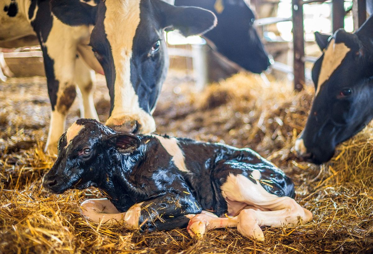 EFSA outlines new recommendations for calf welfare