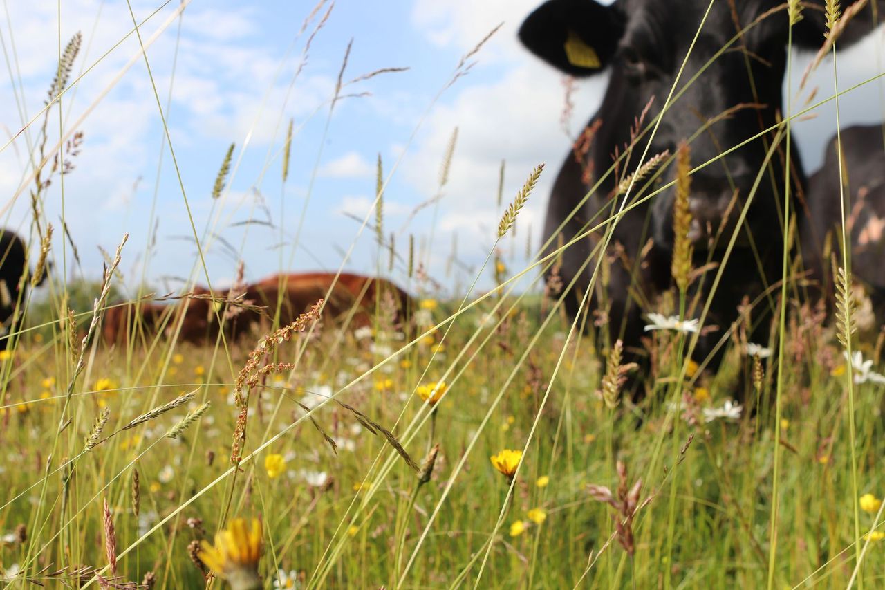 Exploring sustainability through food, farming and community