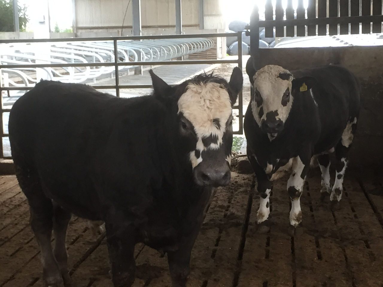 Beef Factories - Little movement in cattle prices as steer quotes sit at 390c/kg