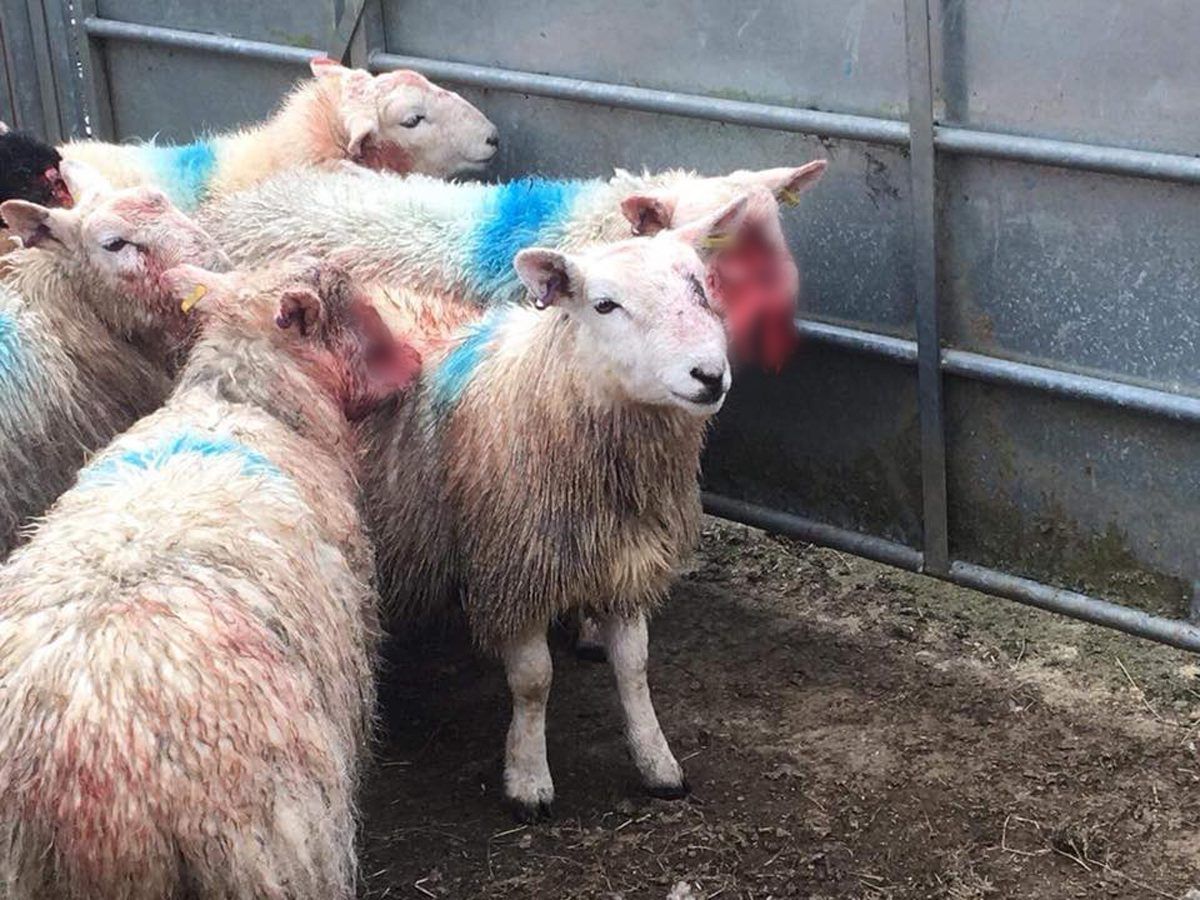 Graphic content: Sheep maimed in 'horrific' dog attack