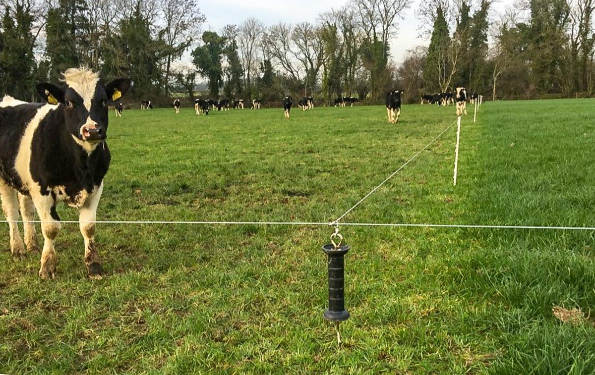 Grazing conditions excellent and all yearlings out in Co. Meath