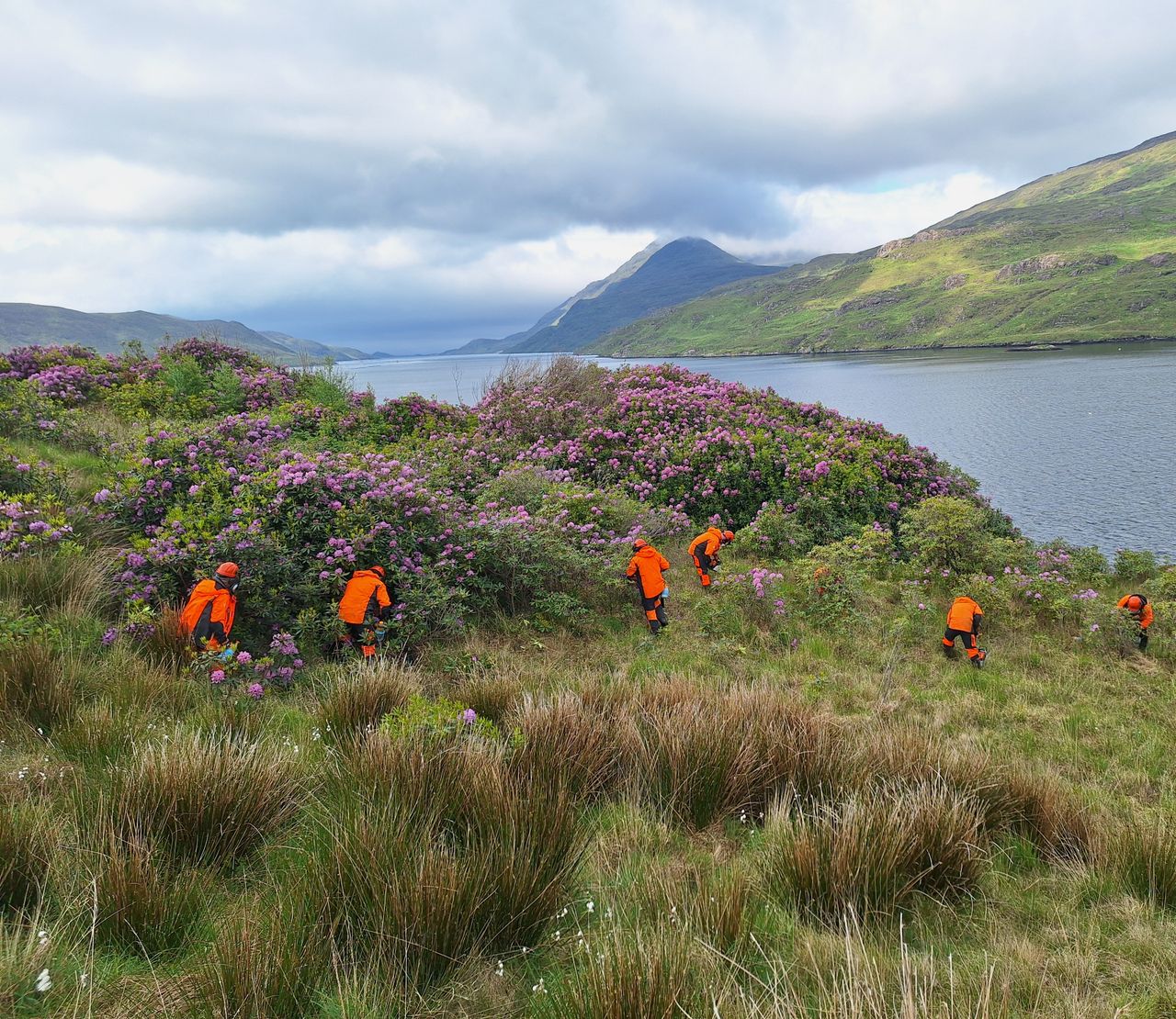 Rhododendron control project to expand into south Connemara
