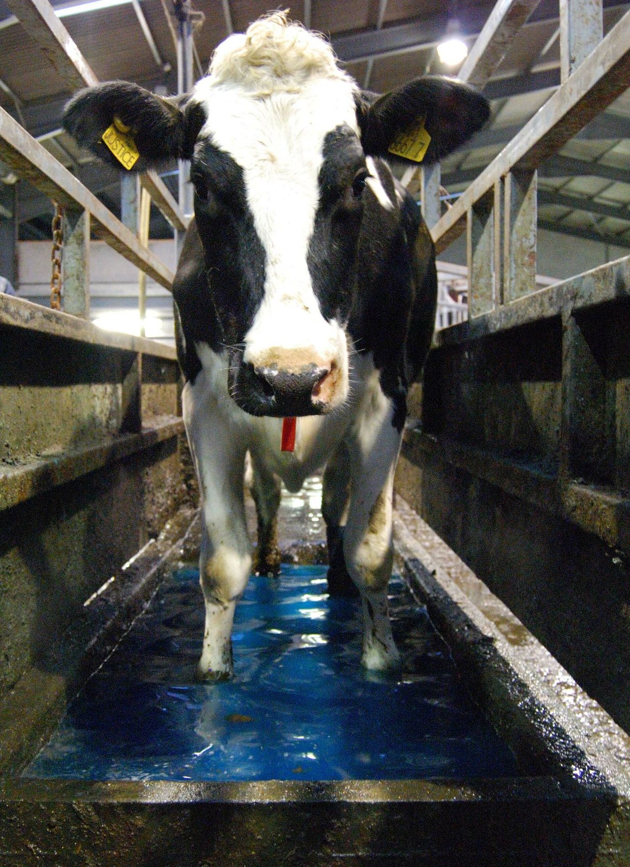'Focus on feed rate not yield per cow'