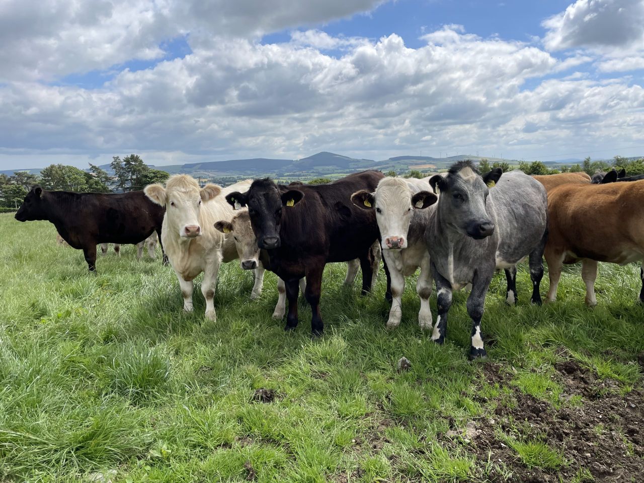 Factory quotes: Indications of strong beef trade to year end