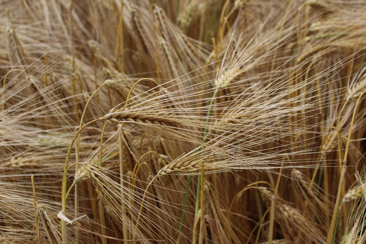AHDB: Mixed picture on progress of crops up to end of June