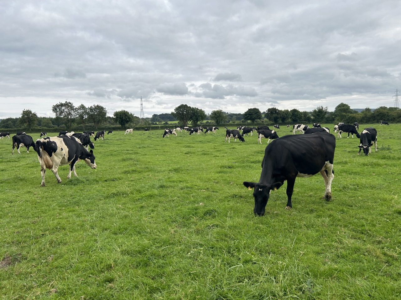 Dairy advice: Managing the cow from now to breeding