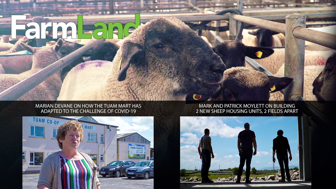 This week's FarmLand: The trade at Tuam Mart; plus the Moylett brothers' new grant-spec sheep sheds...