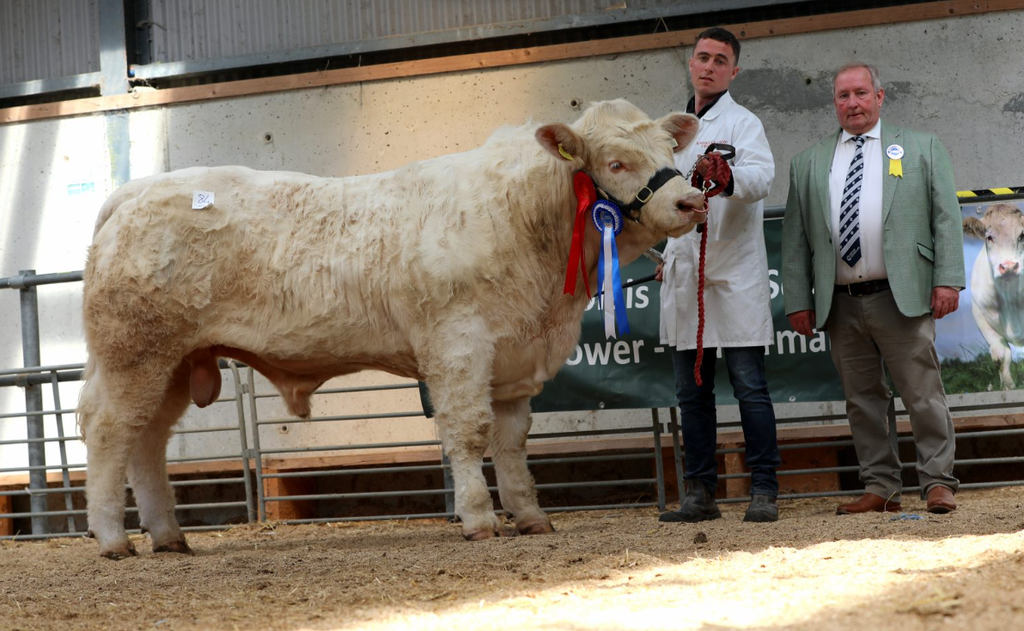 Reserve Junior Champion Rooskeynamona Apache