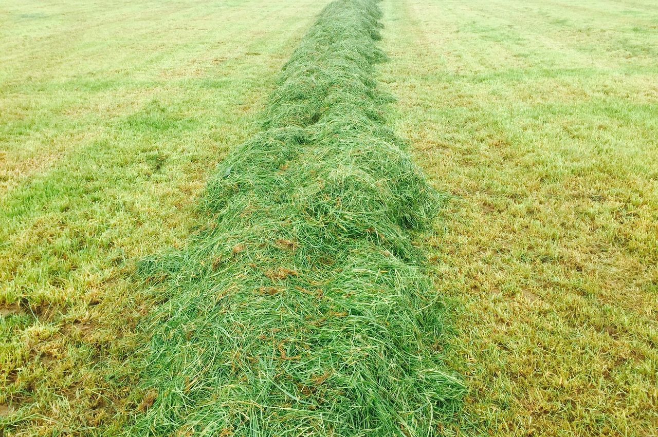 Grass growth moving into surplus territory