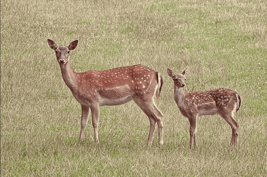 Calls for 'immediate' wild deer cull in the south