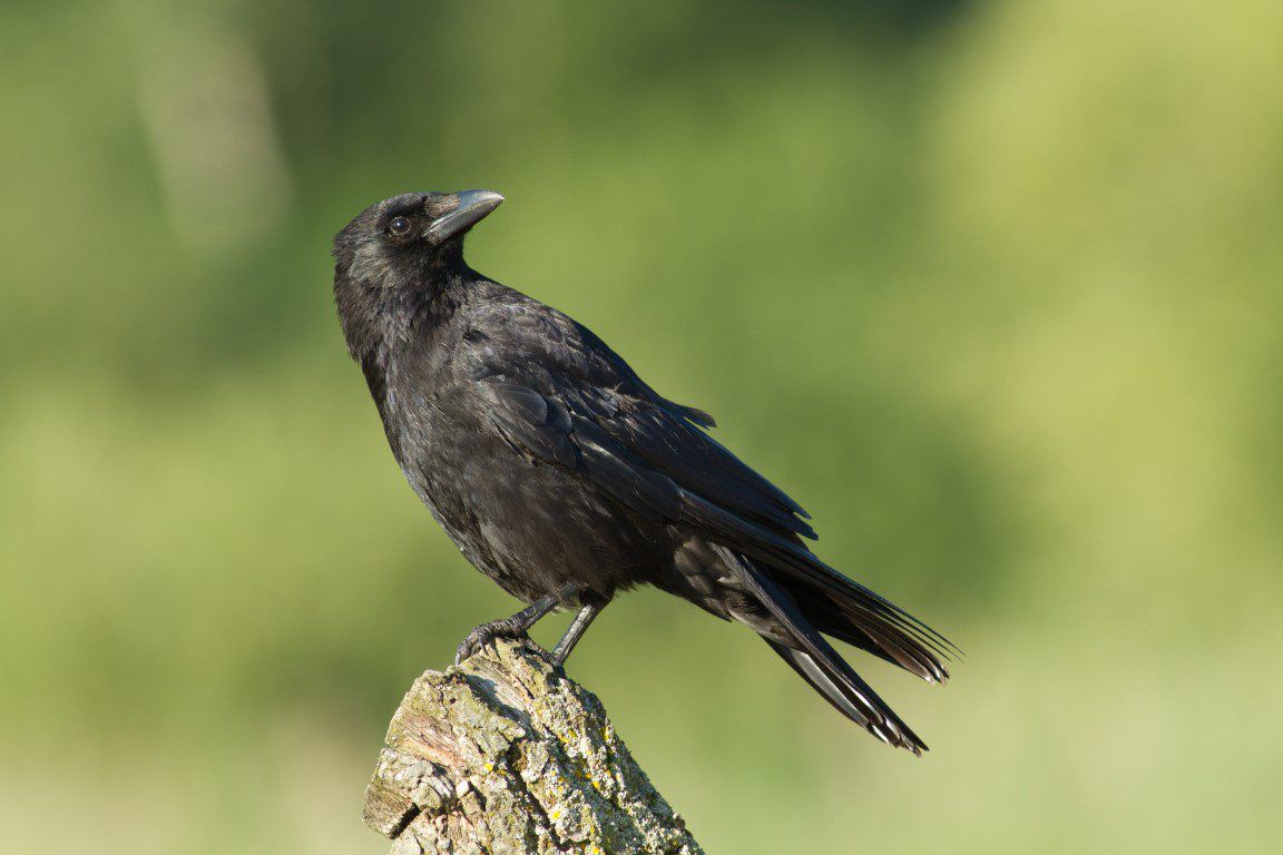 Graphic: Crows attack lamb - while being born in a shed