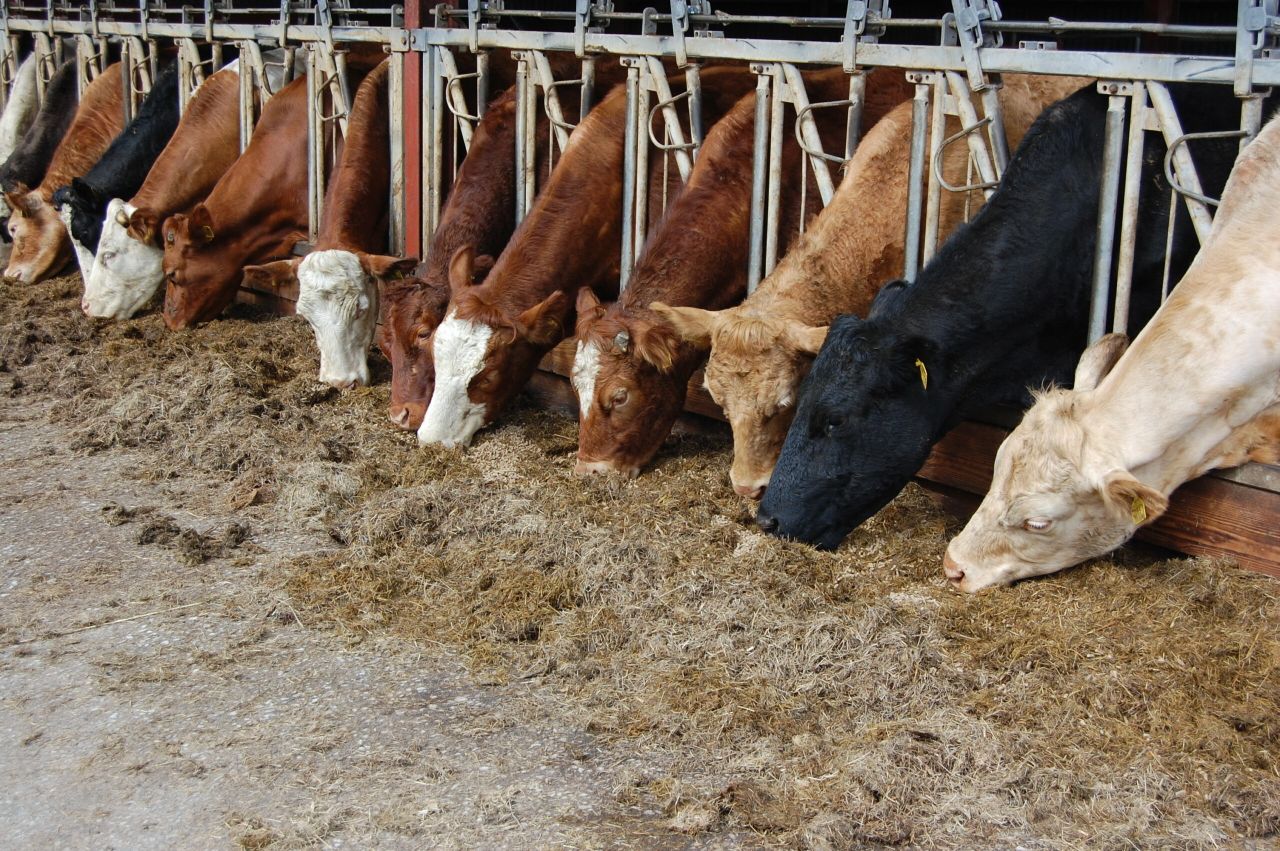 Will animal feed supply be affected by Brexit?