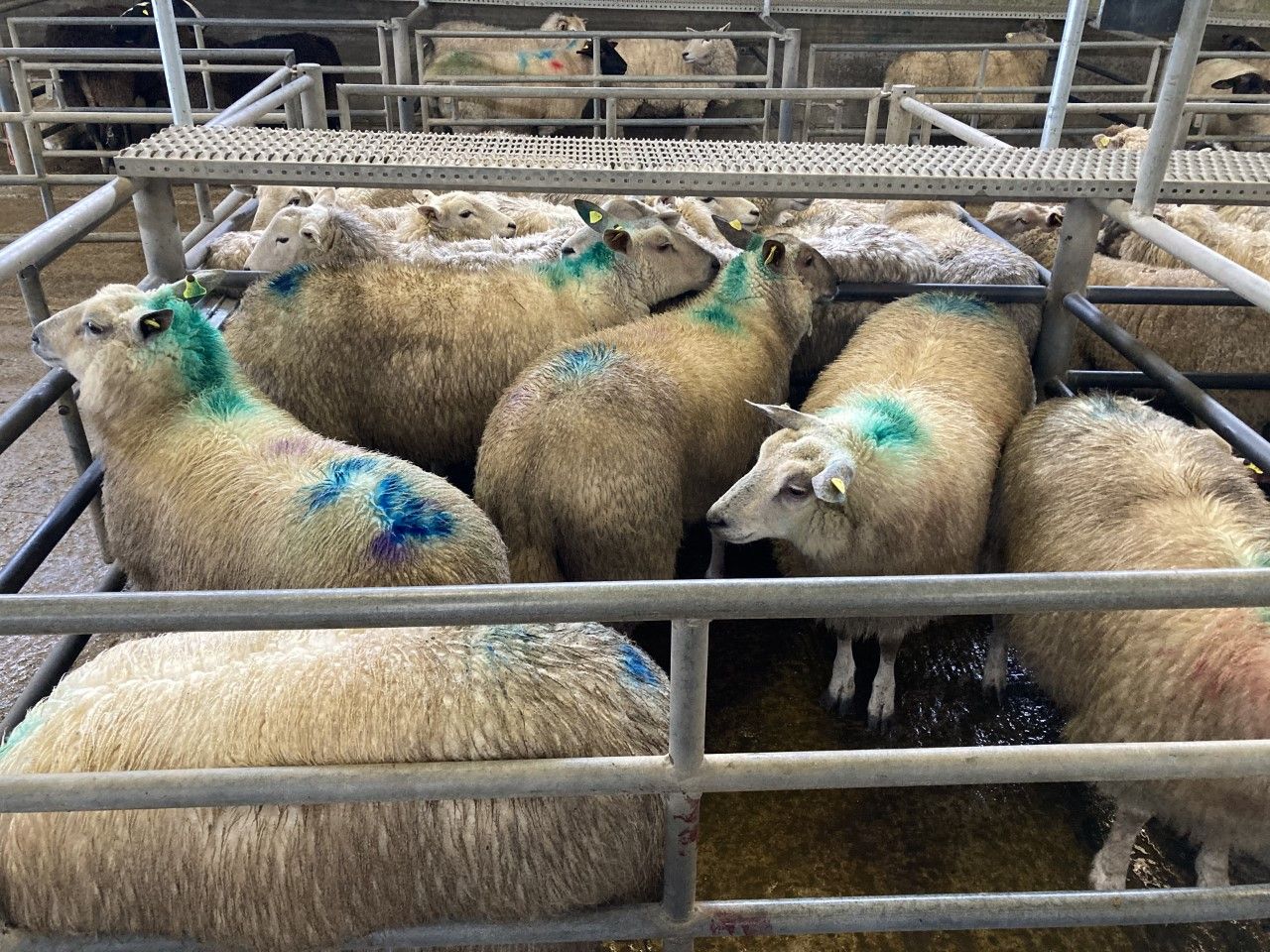 Sheep trade: Price recovery continues as deals reach €6.40/kg