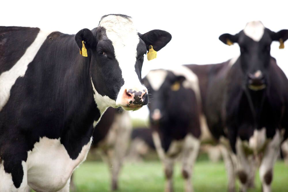 Tirlán launches €5m TB support programme