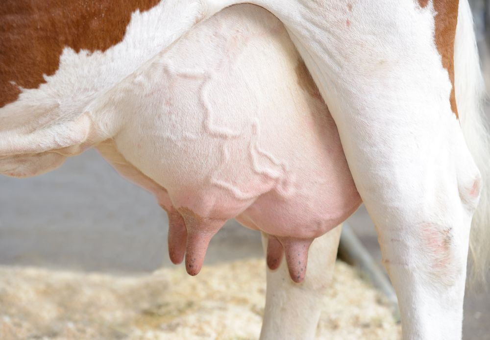 Selective dry cow therapy: The need to plan