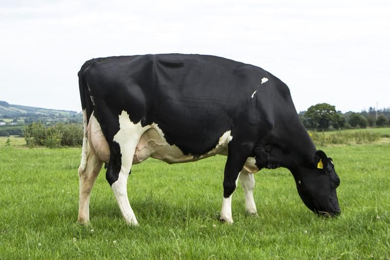 Check out the lineup on this year's active bull list
