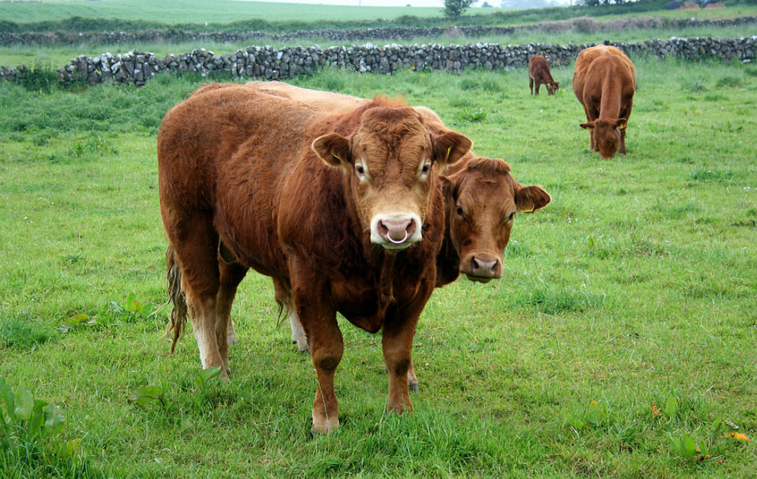 TB meeting set for Galway to discuss eradication drive