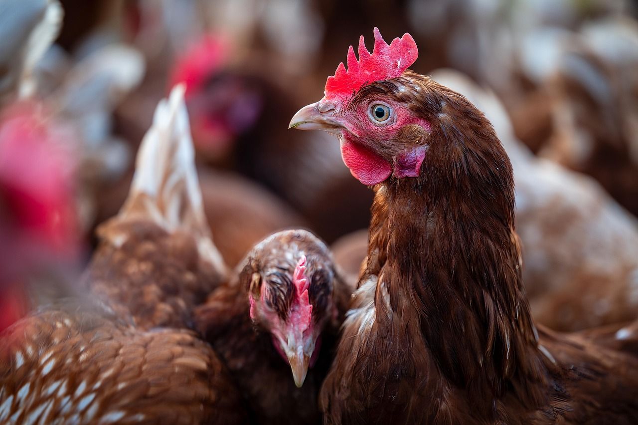 DAERA: New bird flu outbreak confirmed in Co. Tyrone flock