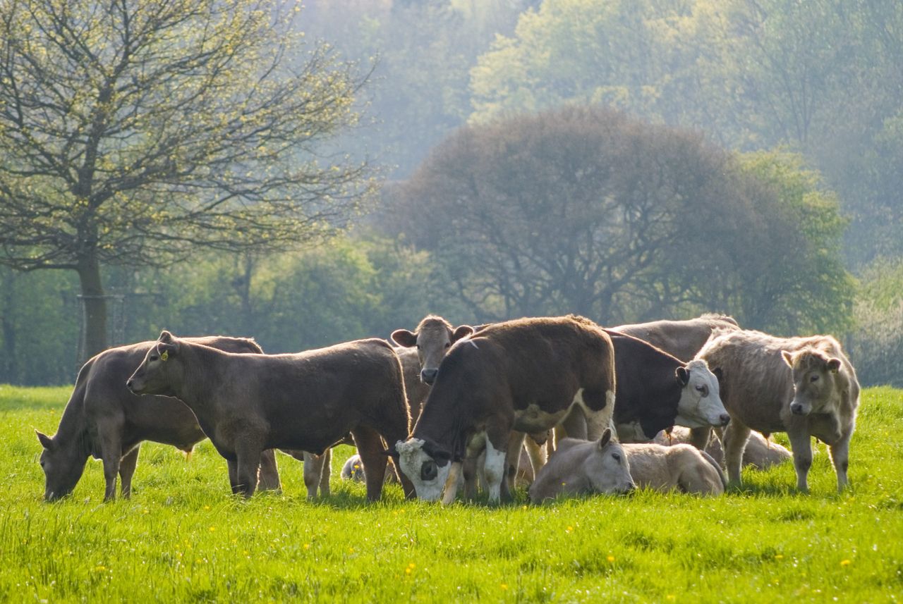 Research highlights link between ruminant health and methane emissions