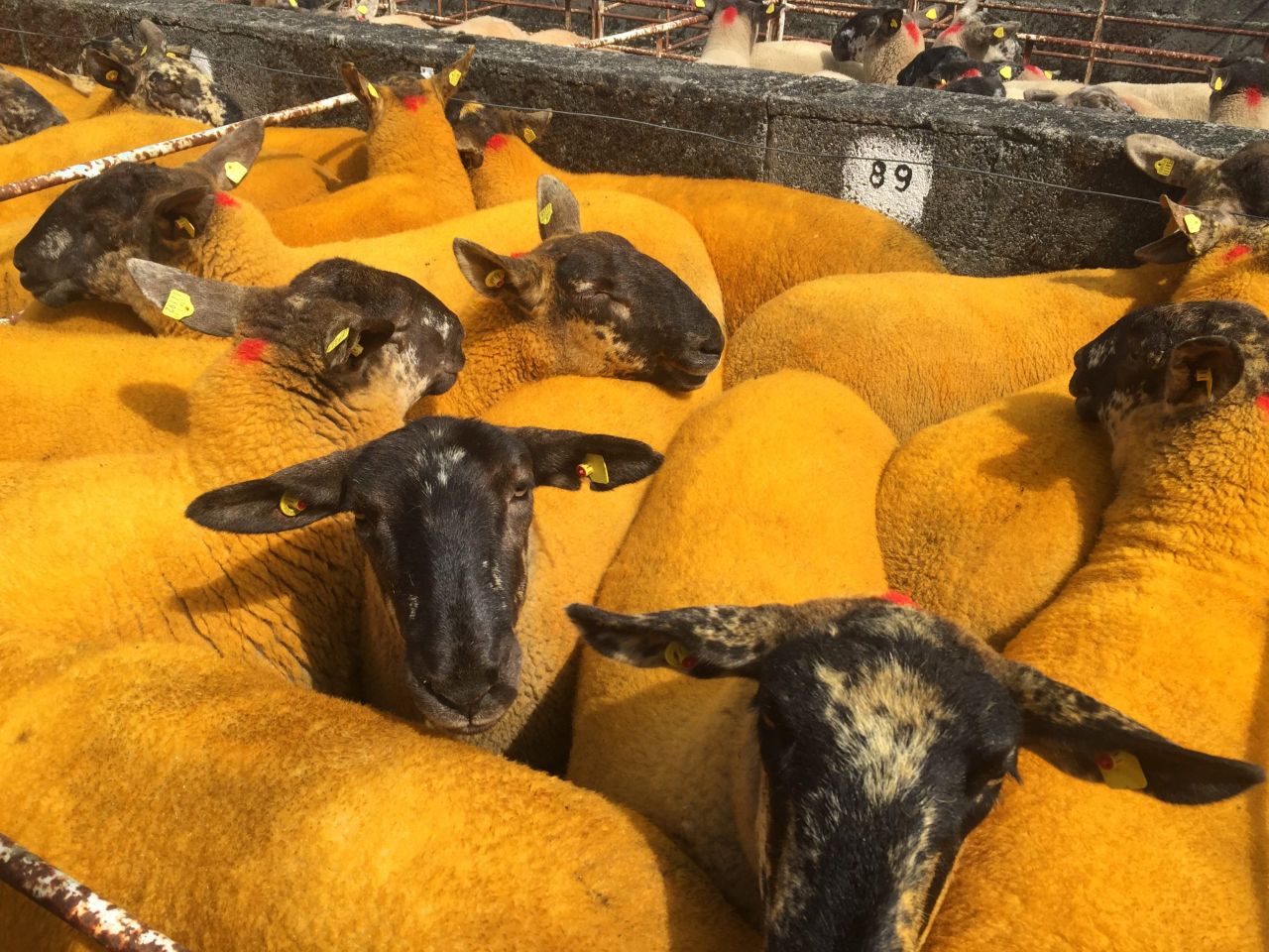 Borris Ewe Breeders 58th annual show and sale this Saturday