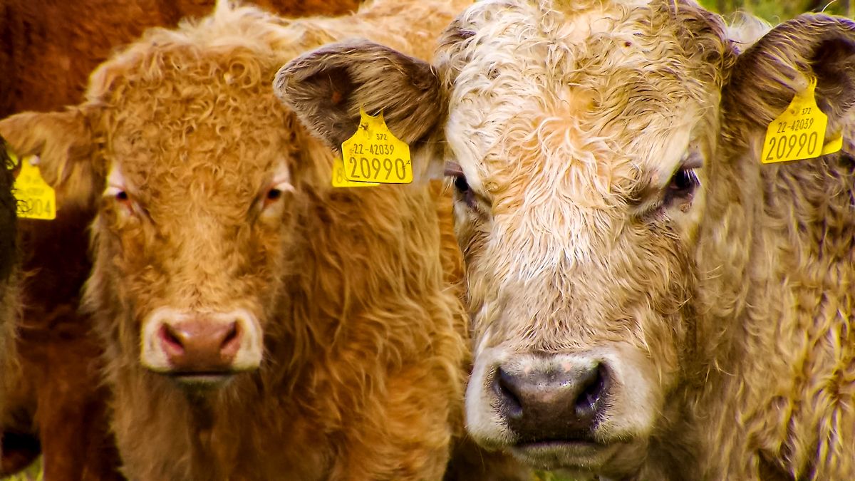€6 million suckler brand 'to be overseen by majority farmer rep committee'