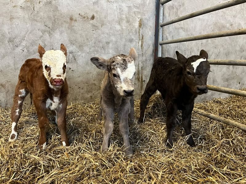 Table: Sire and dam breed composition of 2023 calf crop