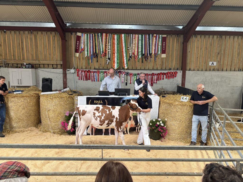Eedy Exclusive Anna Red made €5,300.