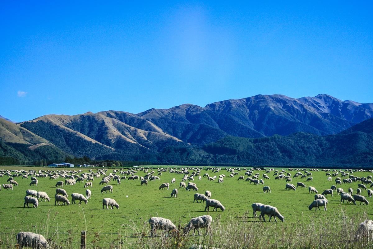 Dawn Meats to increase investment for 65% of NZ meat processor