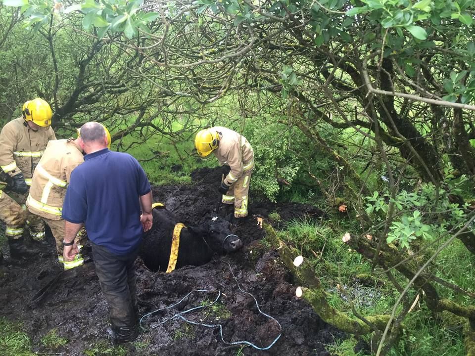 Pics: Firefighters come to the aid of two separate farmers to rescue animals