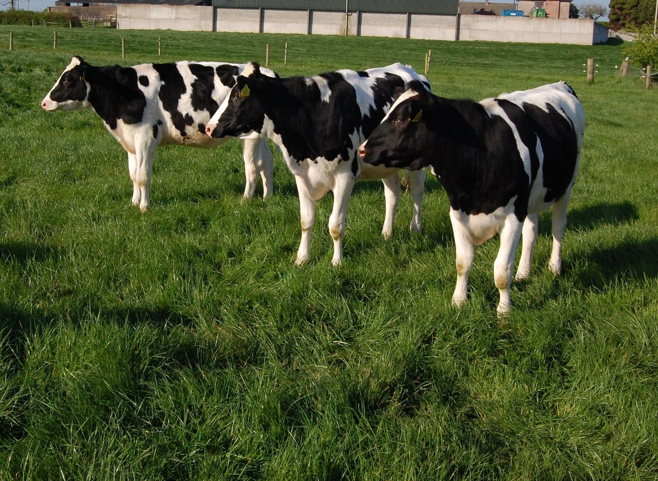 Want to know about the economics of dairy heifer rearing?