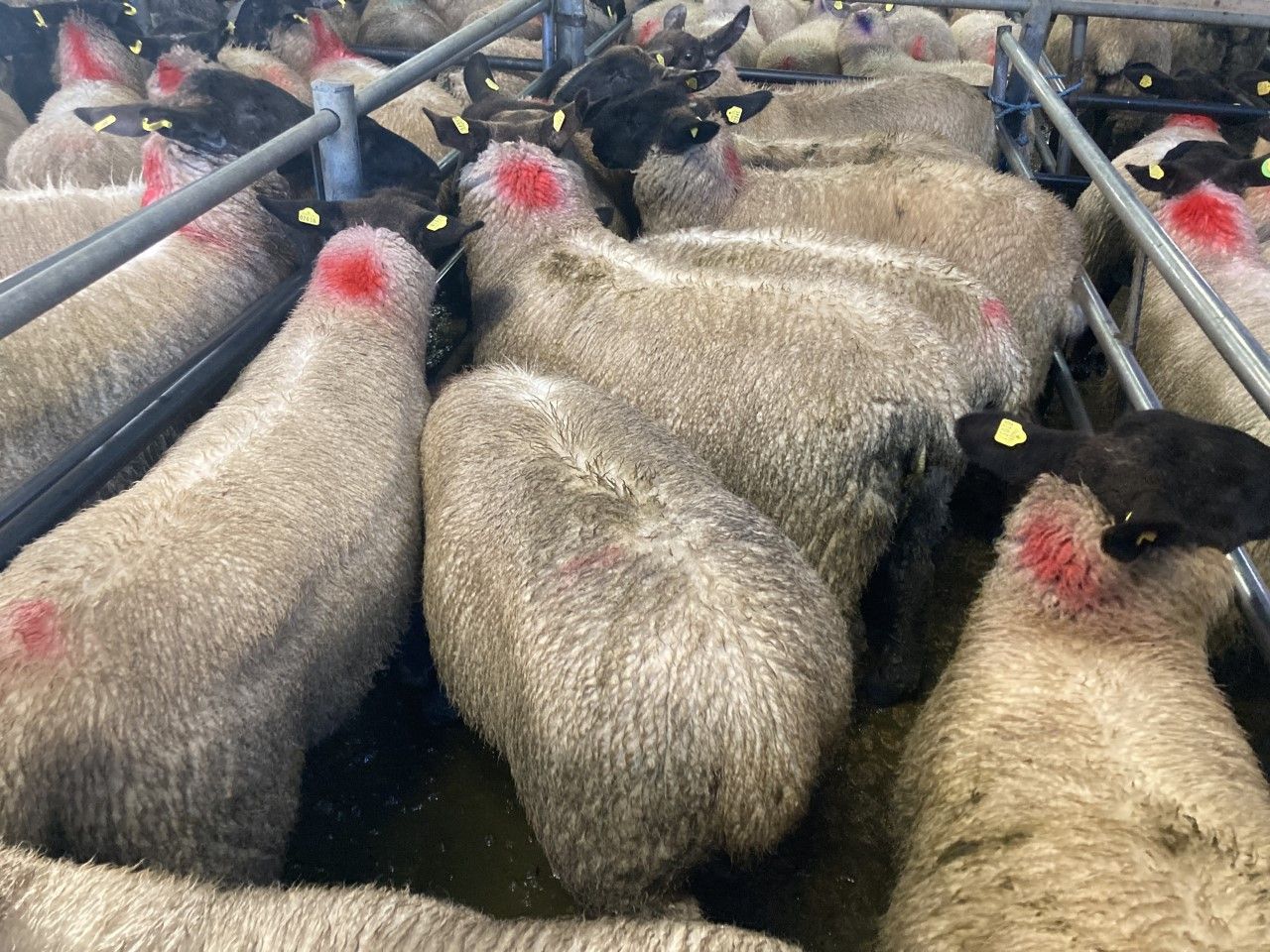 Pics and prices: Brisk trade for ewe lambs at Tuam Mart