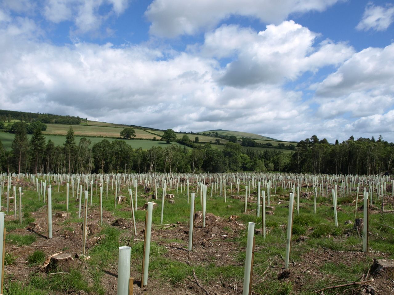 10,000 Irish oaks planted in 1 native forest restoration