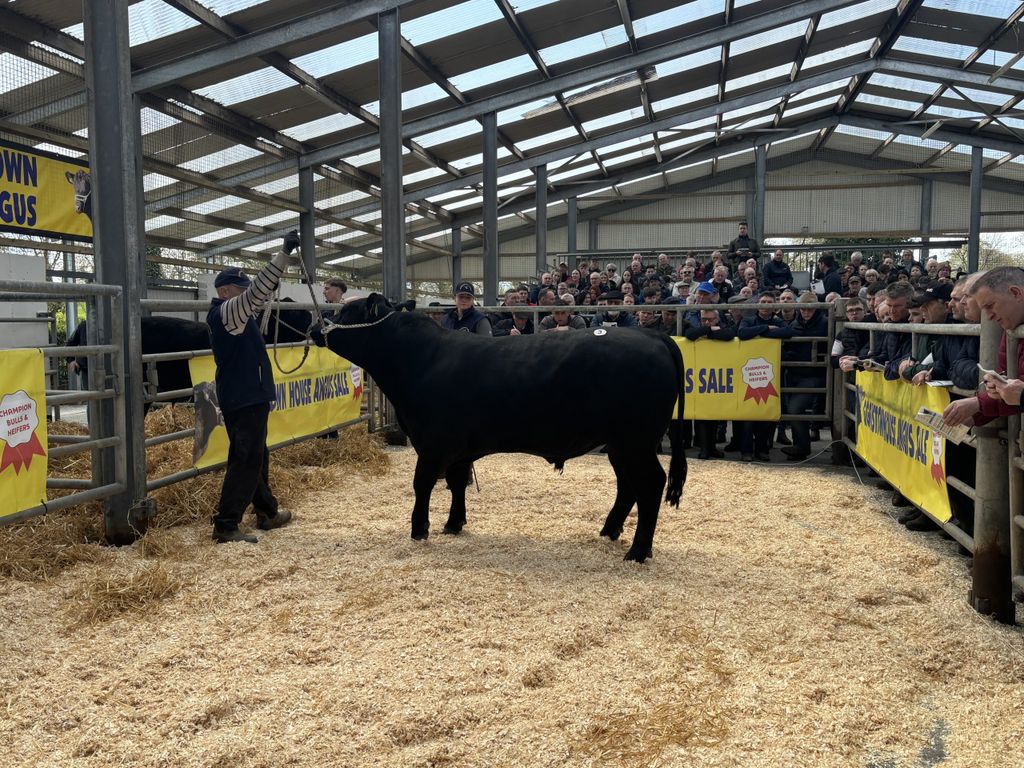 Lot 3, Gigginstown A Captain Ebonhill sold for €6,200