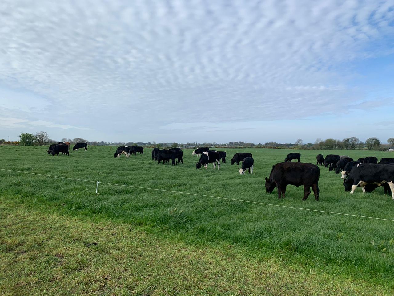 Focusing on grazing and calf rearing in Co. Meath