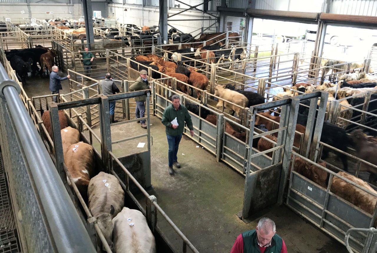 'The cattle market is no longer simple; once it was only dictated by weather' - Candler