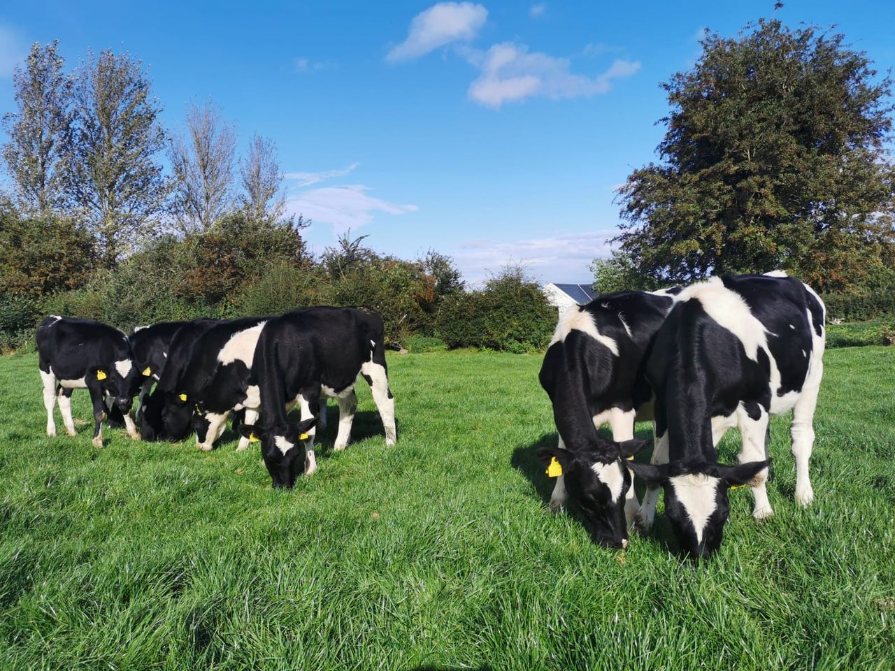 Cashel Mart's second 'virtual sale' sees prices surpass €1,800