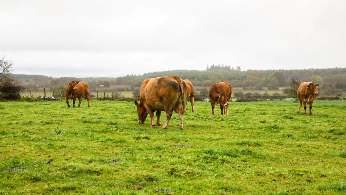 Liver fluke incidents in beef cattle down in 2021