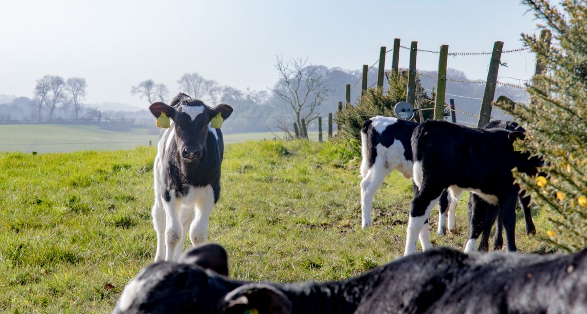 Mycoplasma bovis causing 'significant losses' on NI farms