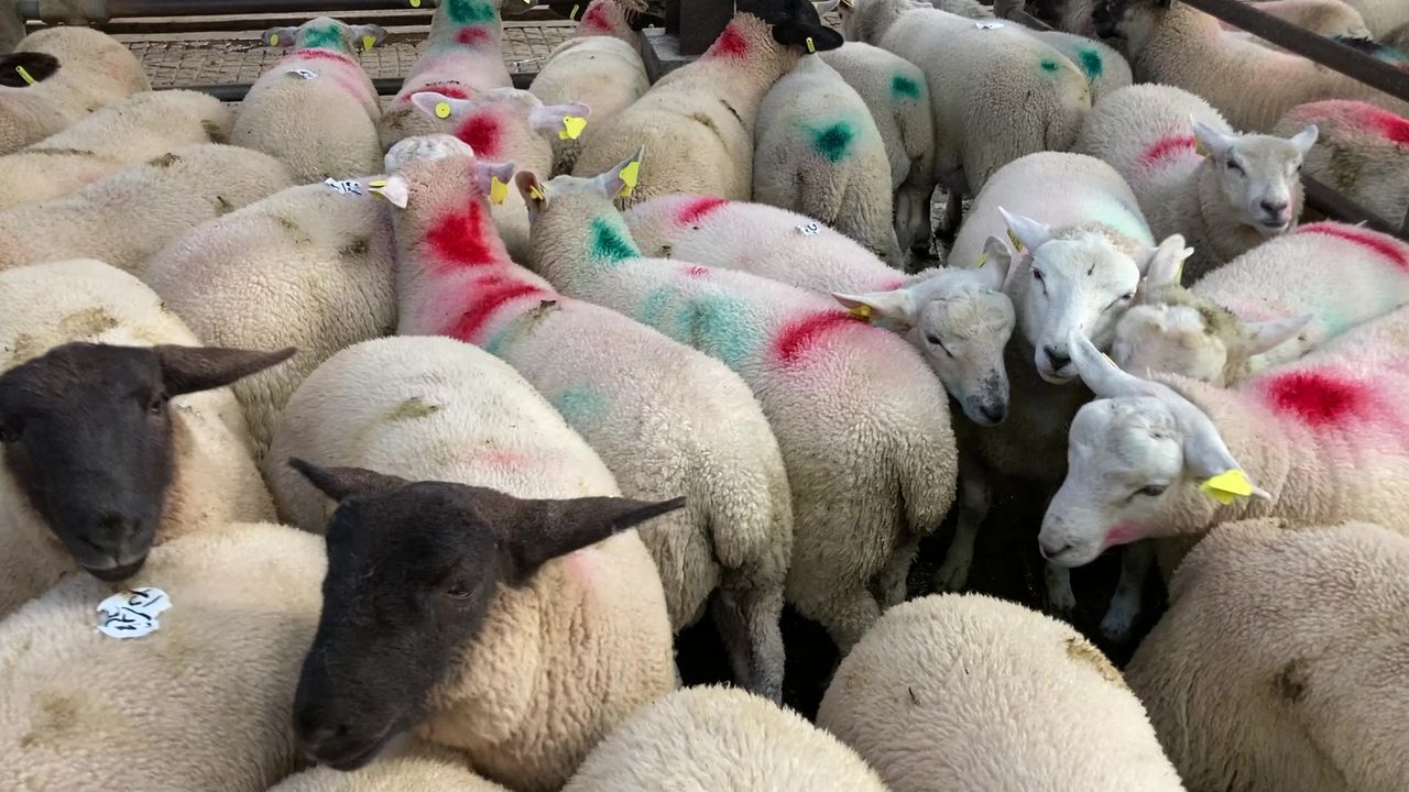 Sheep kill: Over 80,000 fewer hoggets processed compared to this time last year
