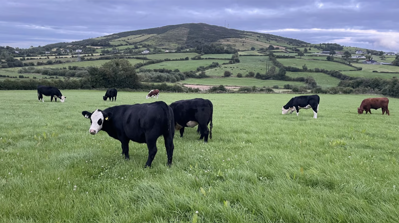 National beef farmer open day confirmed for Meath farm on July 1