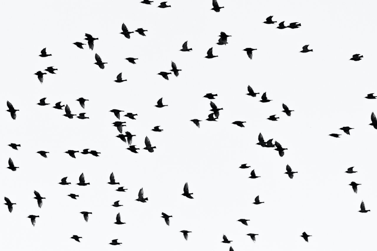 Bird flu discovered in wild bird in Limerick