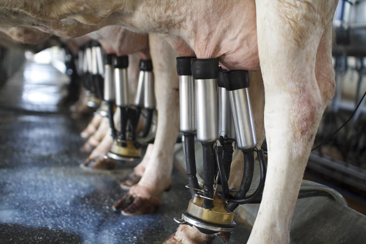 Two UK milk processors announce milk price cuts for June