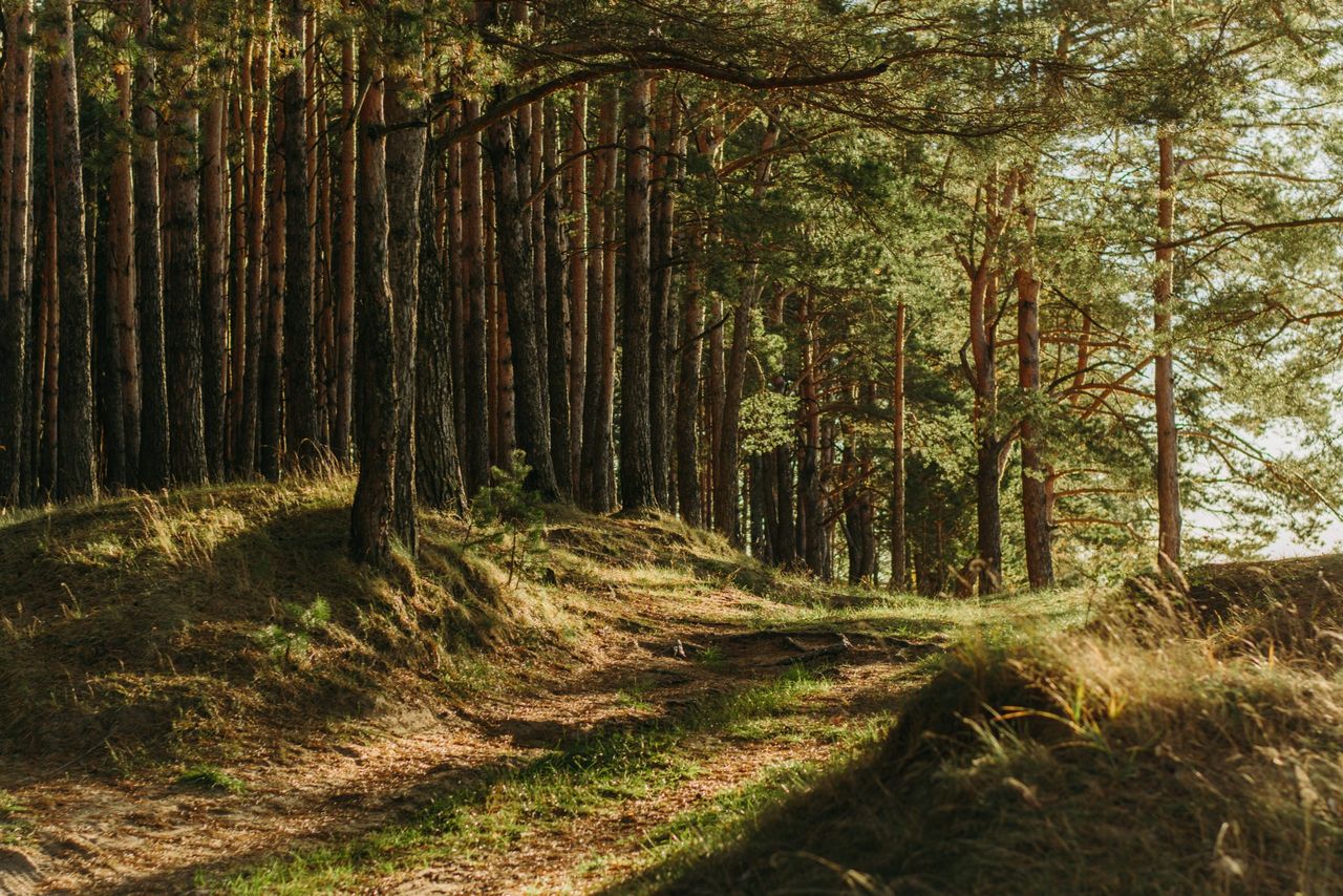 Payments of Forestry Environmental Report Grant announced