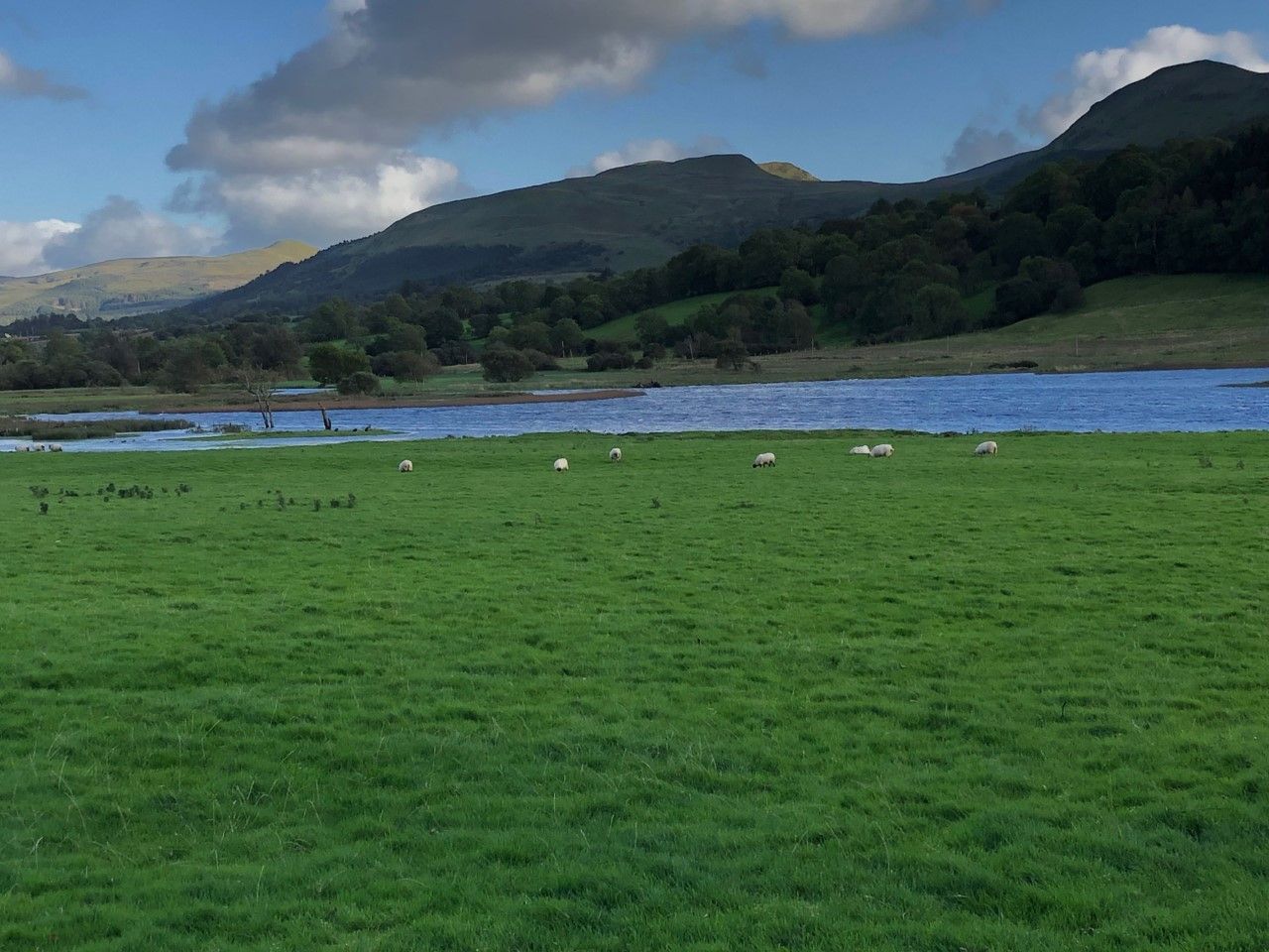 BEAM scheme for sheep is required – ICSA